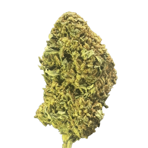 Cana Hybrid