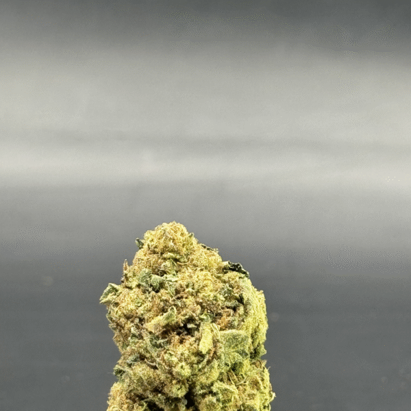 Sour Tangie Sativa